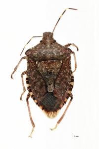 Adult Female Brown Marmorated Stink Bug_w