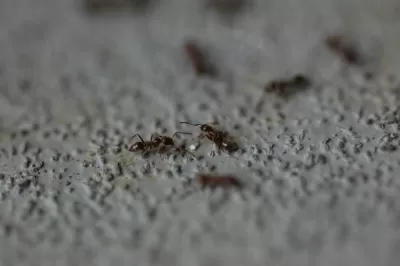 Ant story picture small