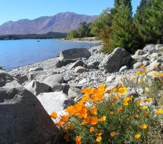 California Poppy at Lake Tekapo_web