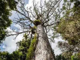 Kauri dieback