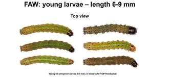 FAW young larvae from FAO FAW training manualweb