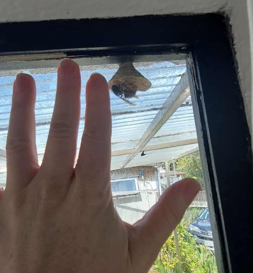 hornet and hand