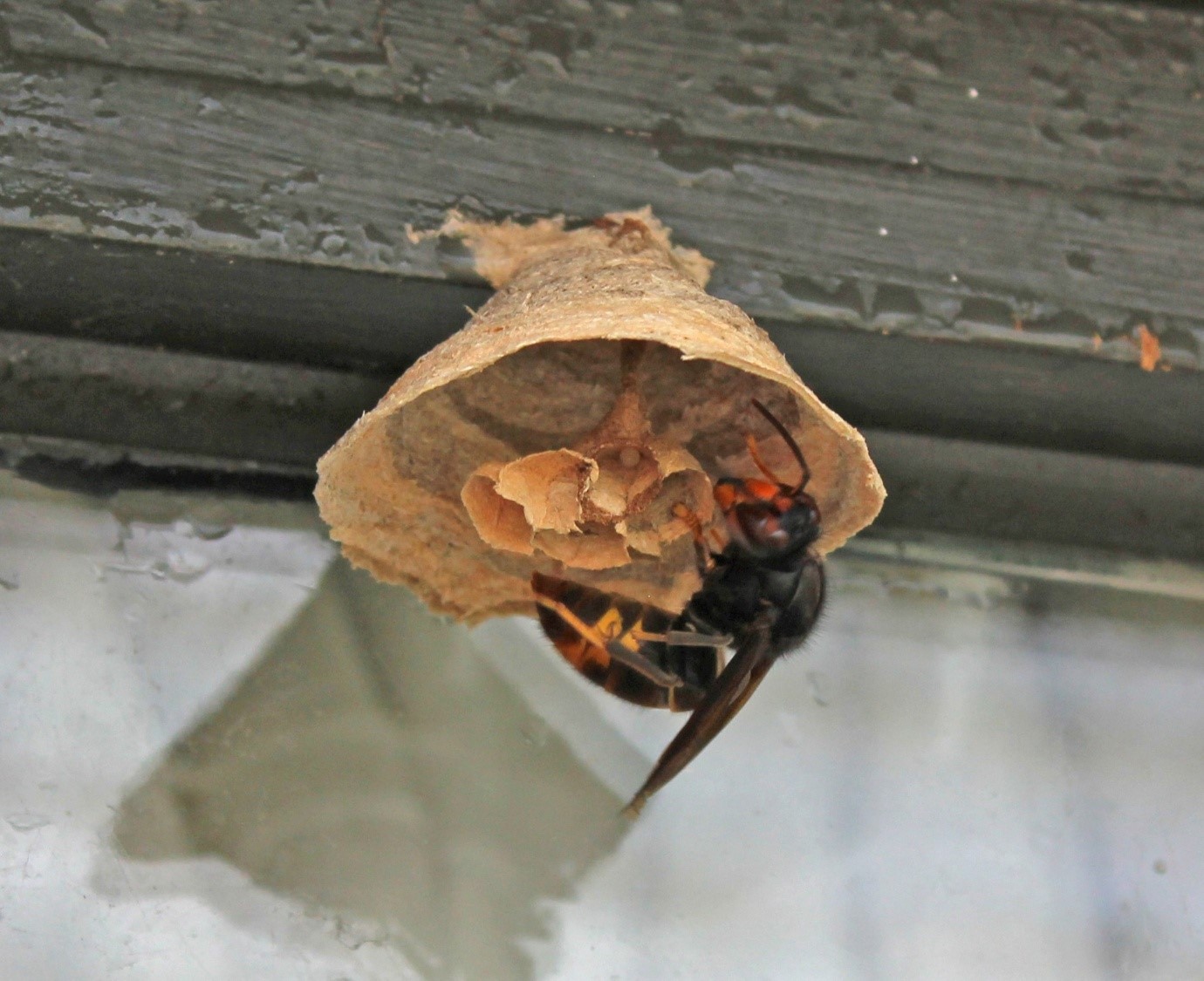 hornet nest